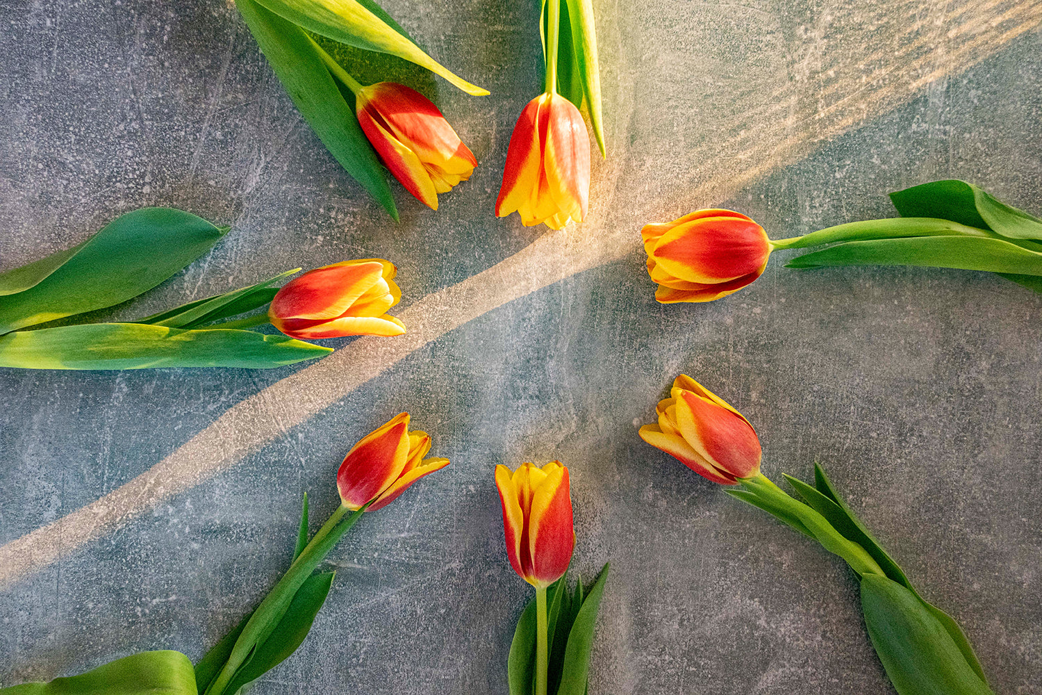 Tulips delivery Phoenix
