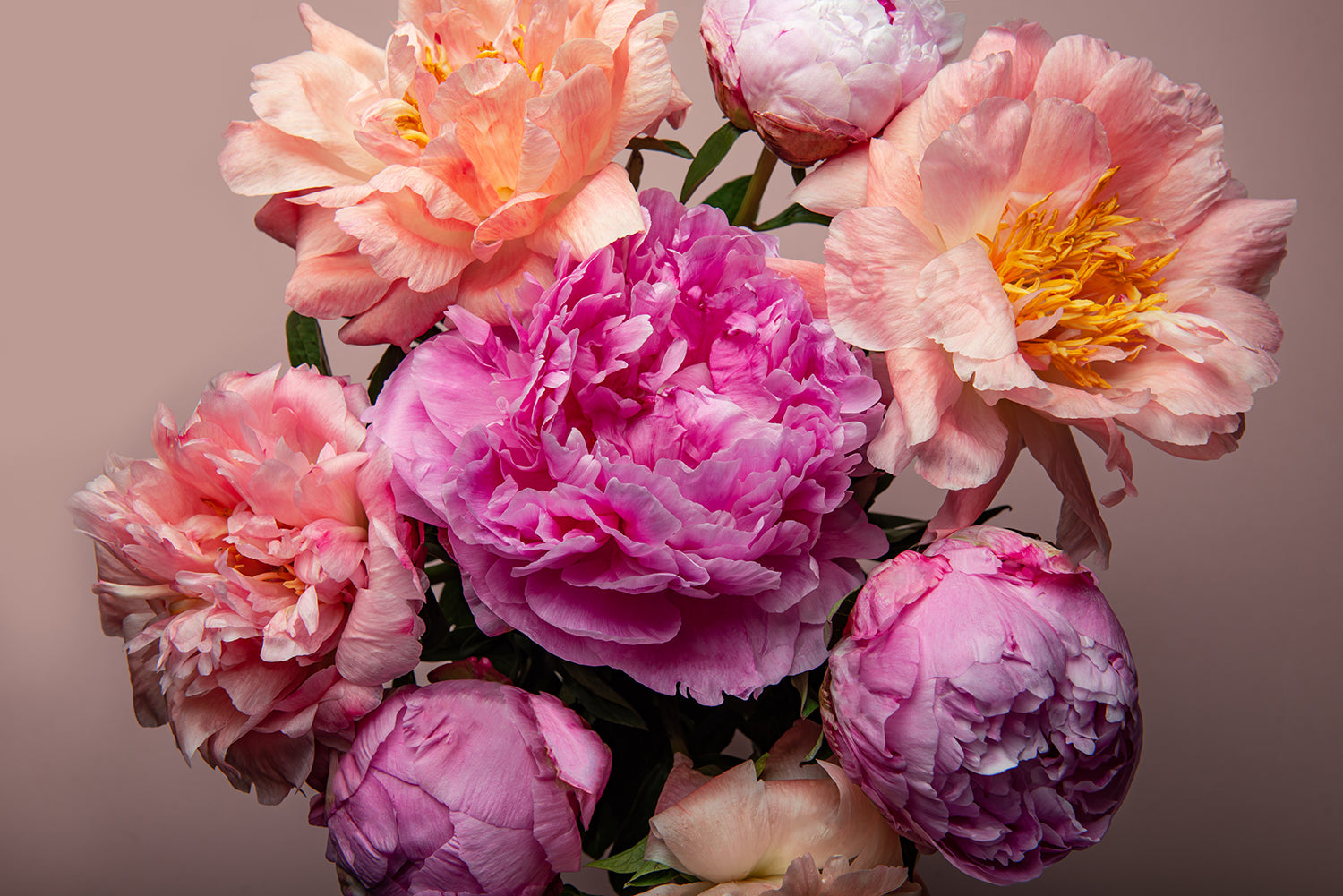Flower Delivery Phoenix - Peonies