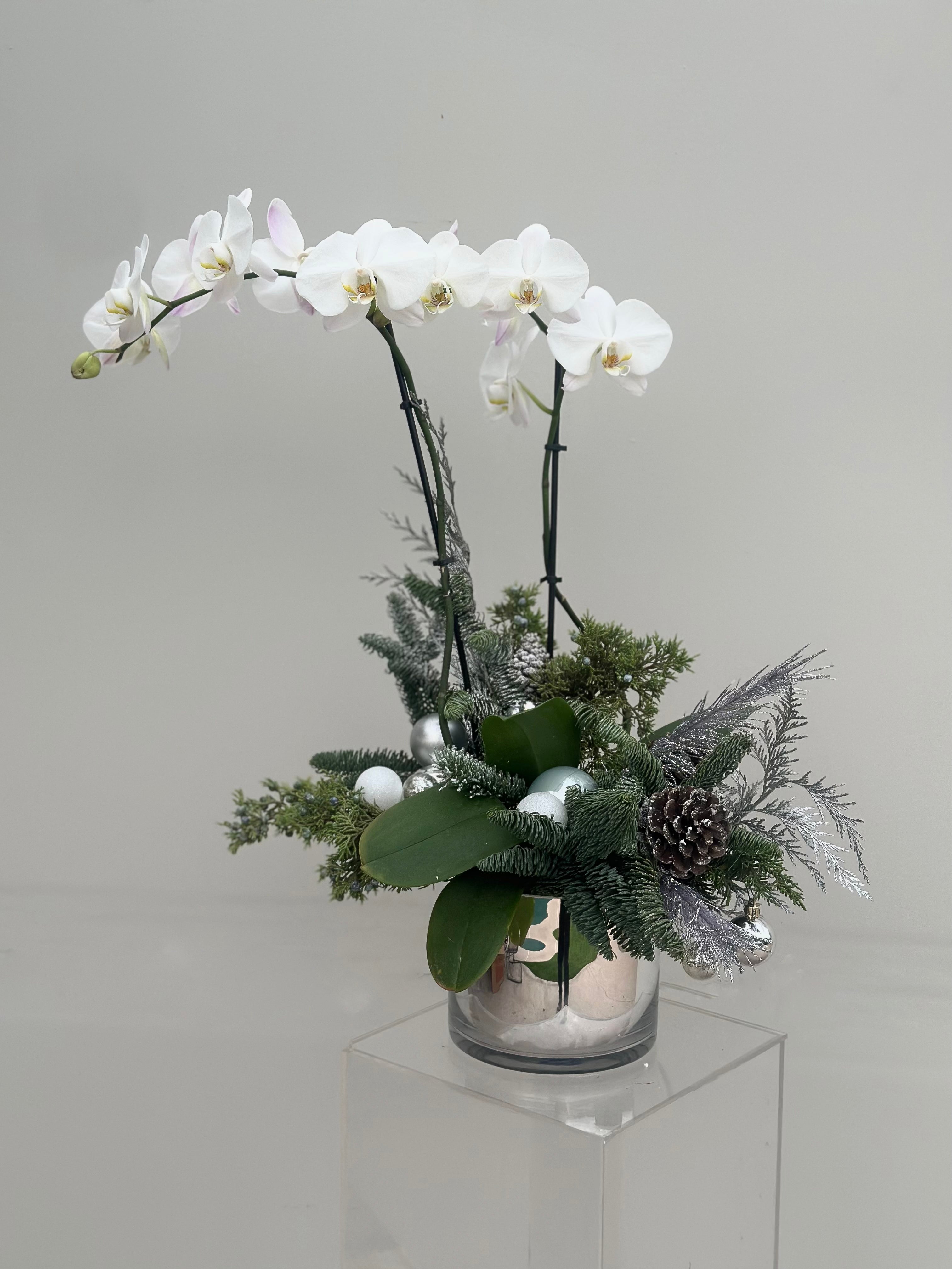 Silver Drop Orchid Arragement