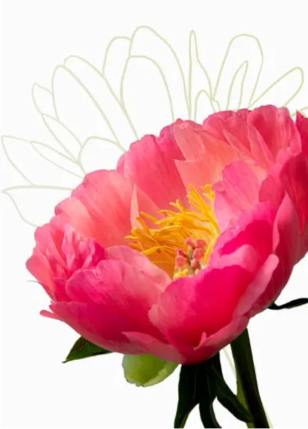 A bright pink-crimson peony