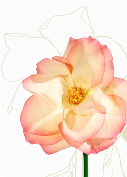 Creamy pink flower with a soft gradient