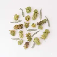 Organic Chamomile | Herbal Teas