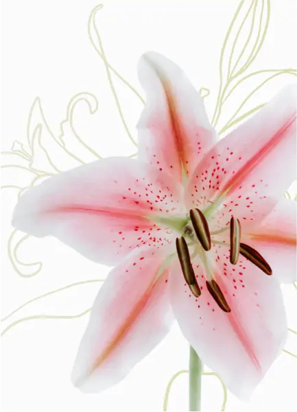 White lily with pink veins