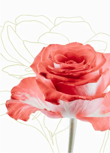 Two tone rose - red and white