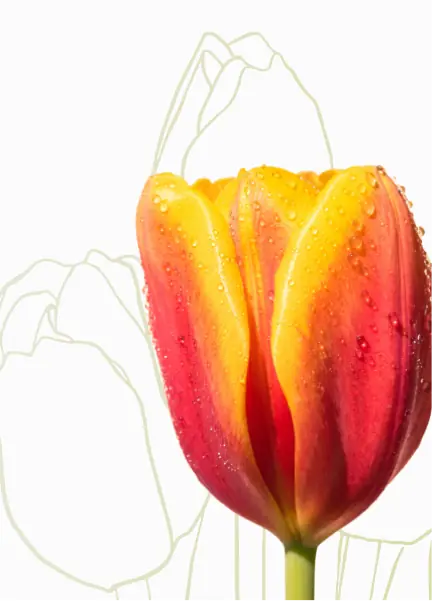 The tulip is yellow-red with drops of water