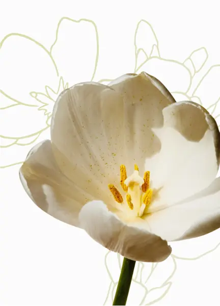 Creamy white tulip
