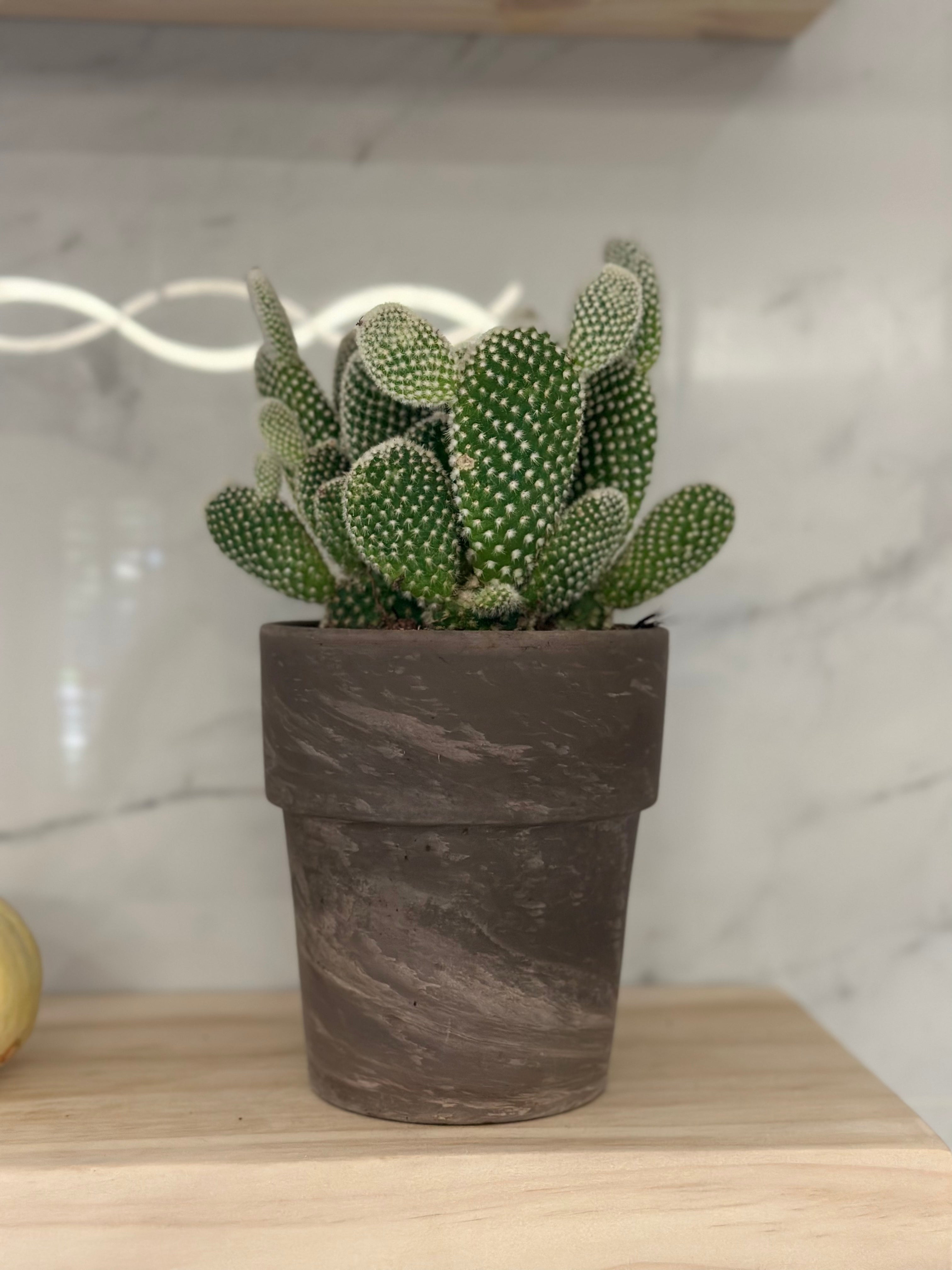 Freshly Potted Cacti