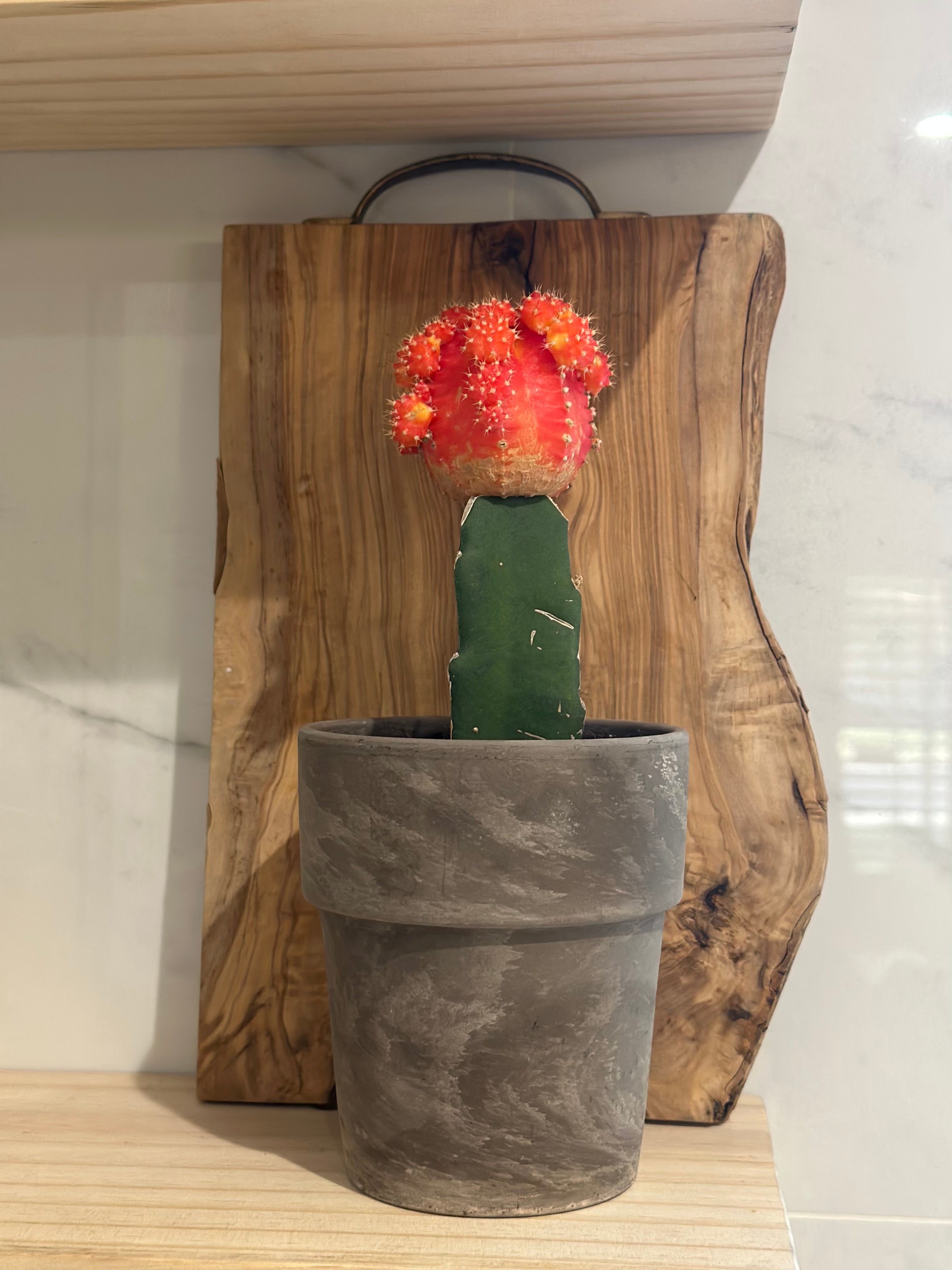 Freshly Potted Cacti