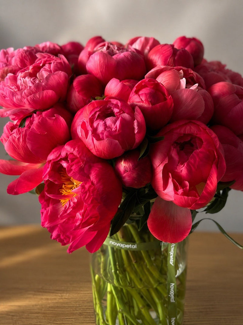 Crimson peonies fully open in a glass vase