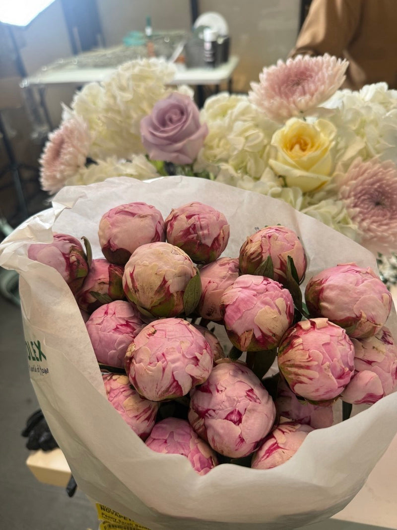 Sarah Bernhardt peonies in bud, just delivered to the Novapetal studio