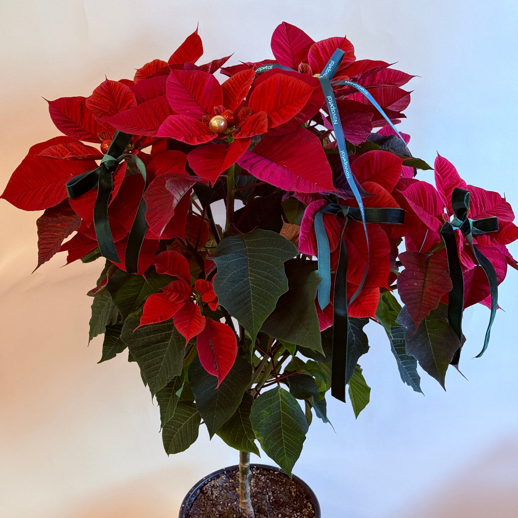 Holiday Poinsettia Tree