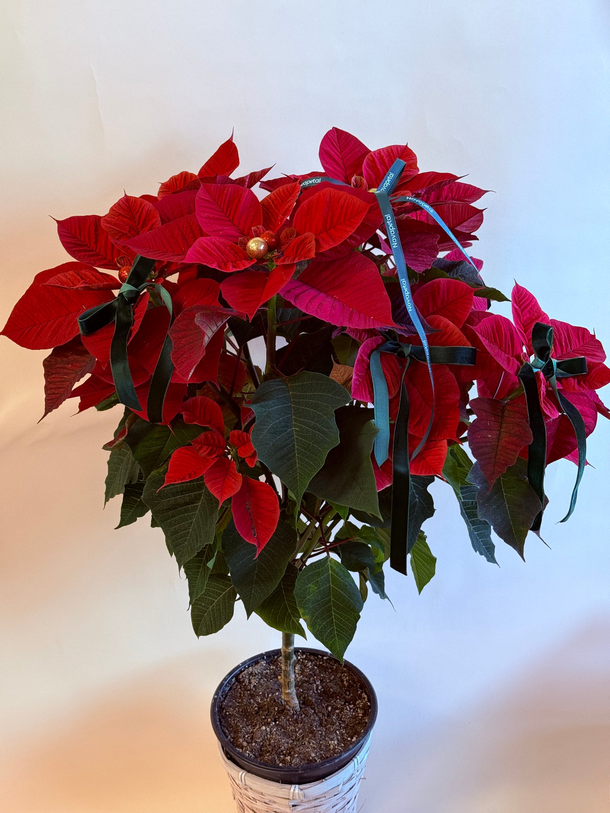 Holiday Poinsettia Tree