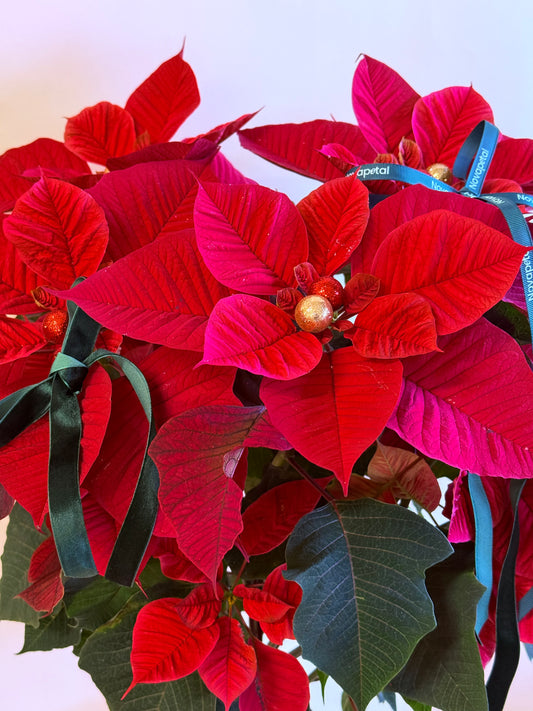 Holiday Poinsettia Tree