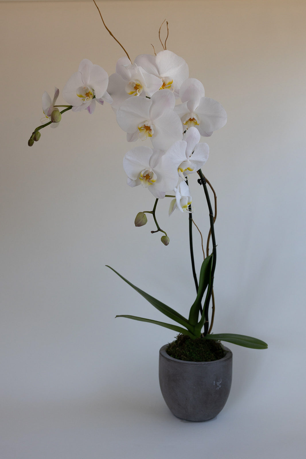 Order Now - Luxury Orchids Garden Arrangement