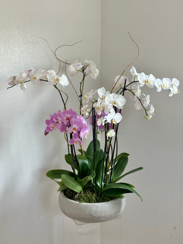 Luxury Orchids Garden Arrangement