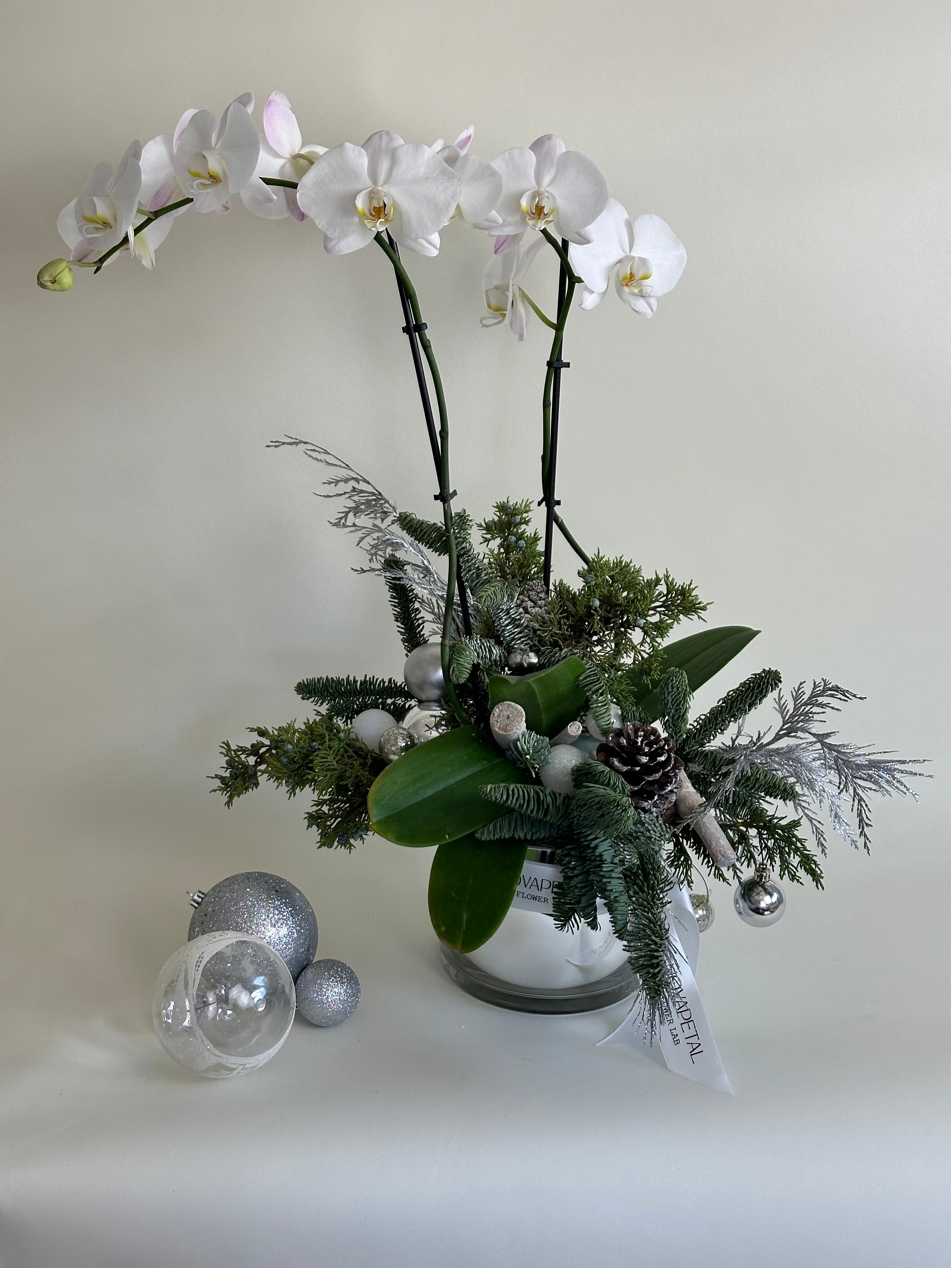 Silver Drop Orchid Arragement