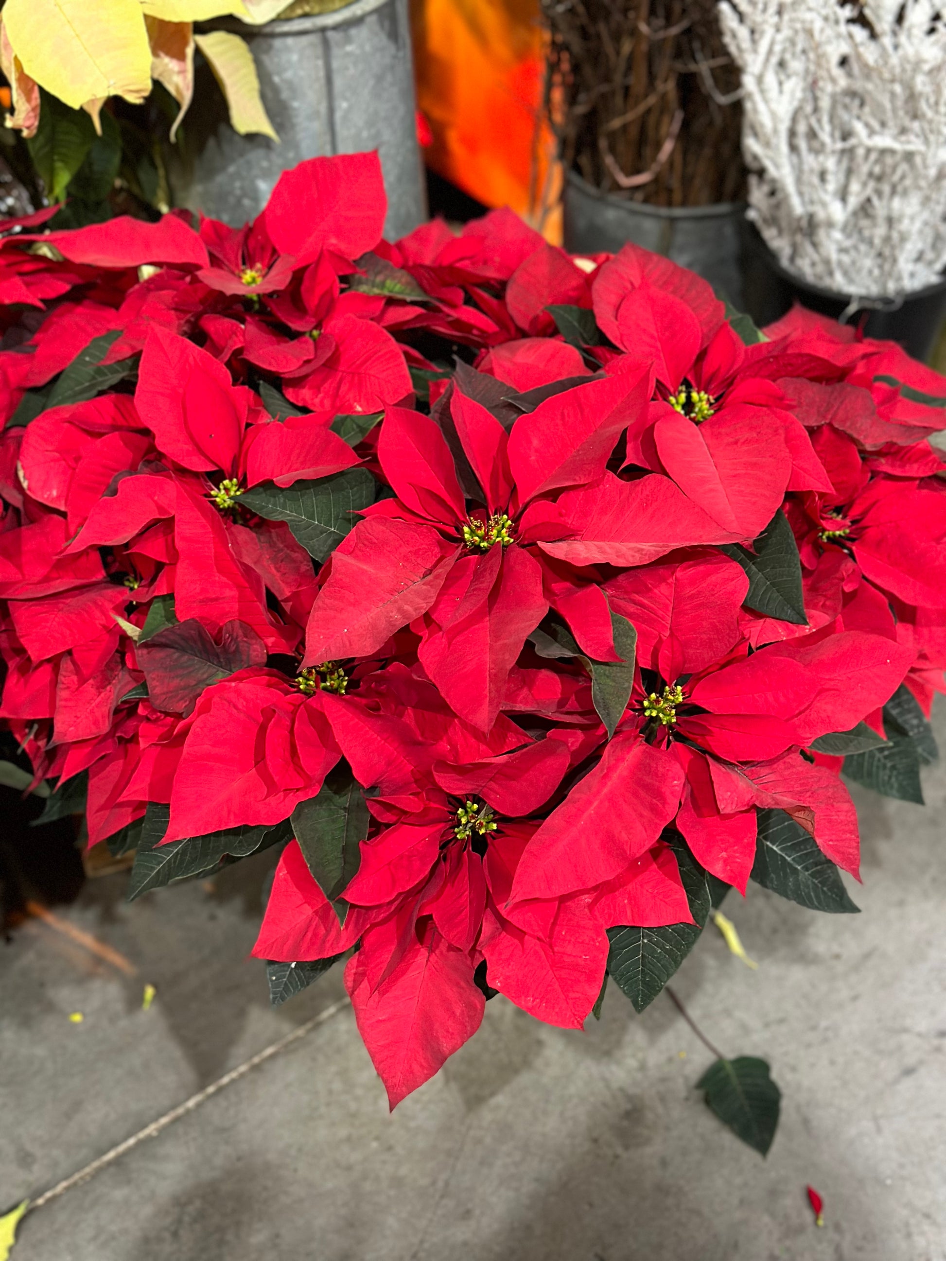 Poinsettia