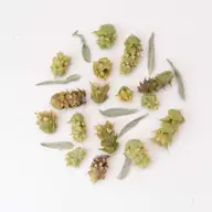Organic Chamomile  | Herbal Teas