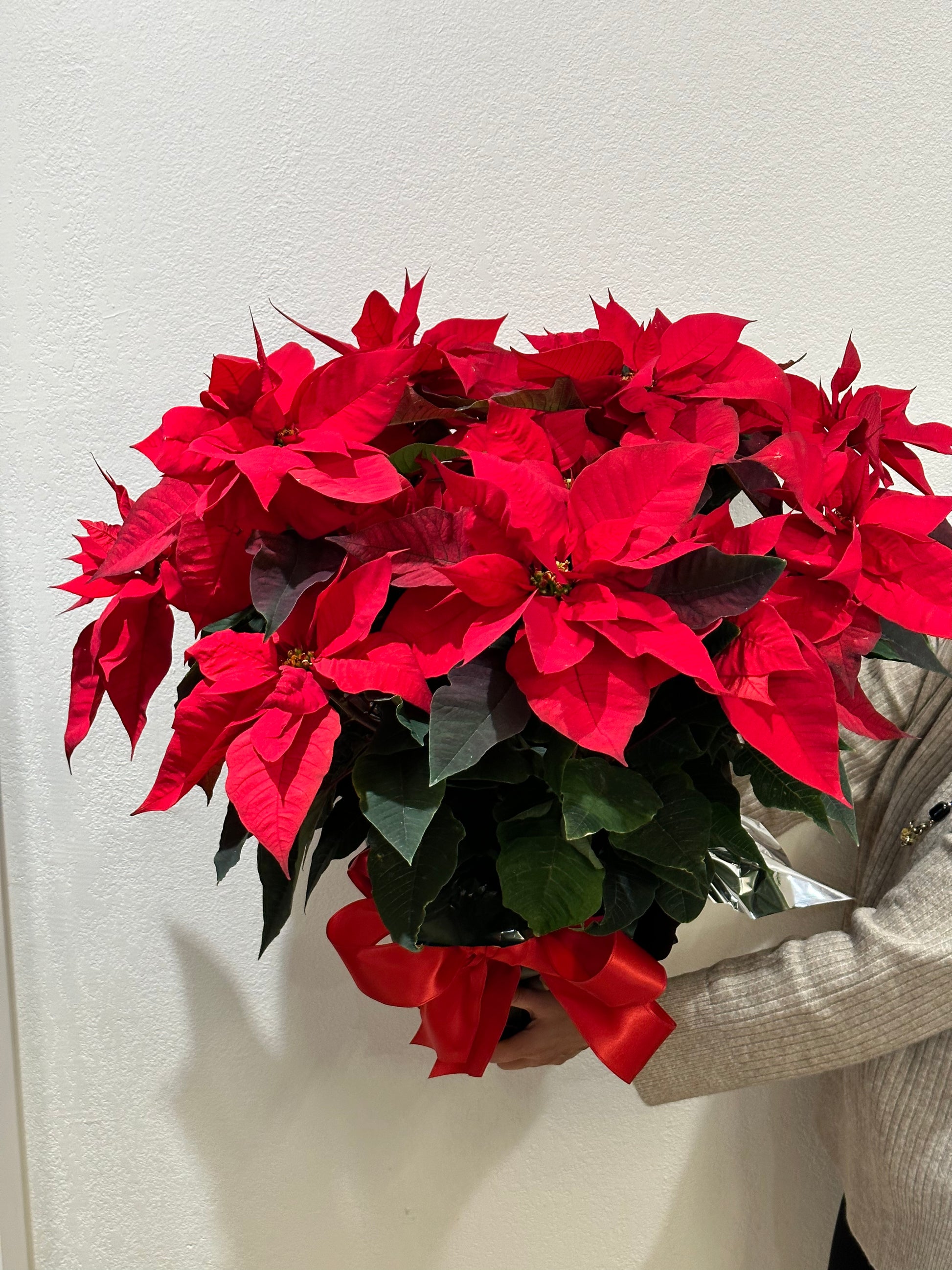 Poinsettia