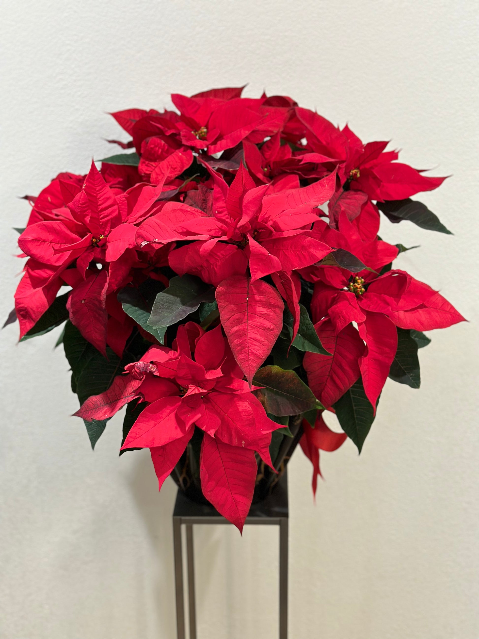 Poinsettia