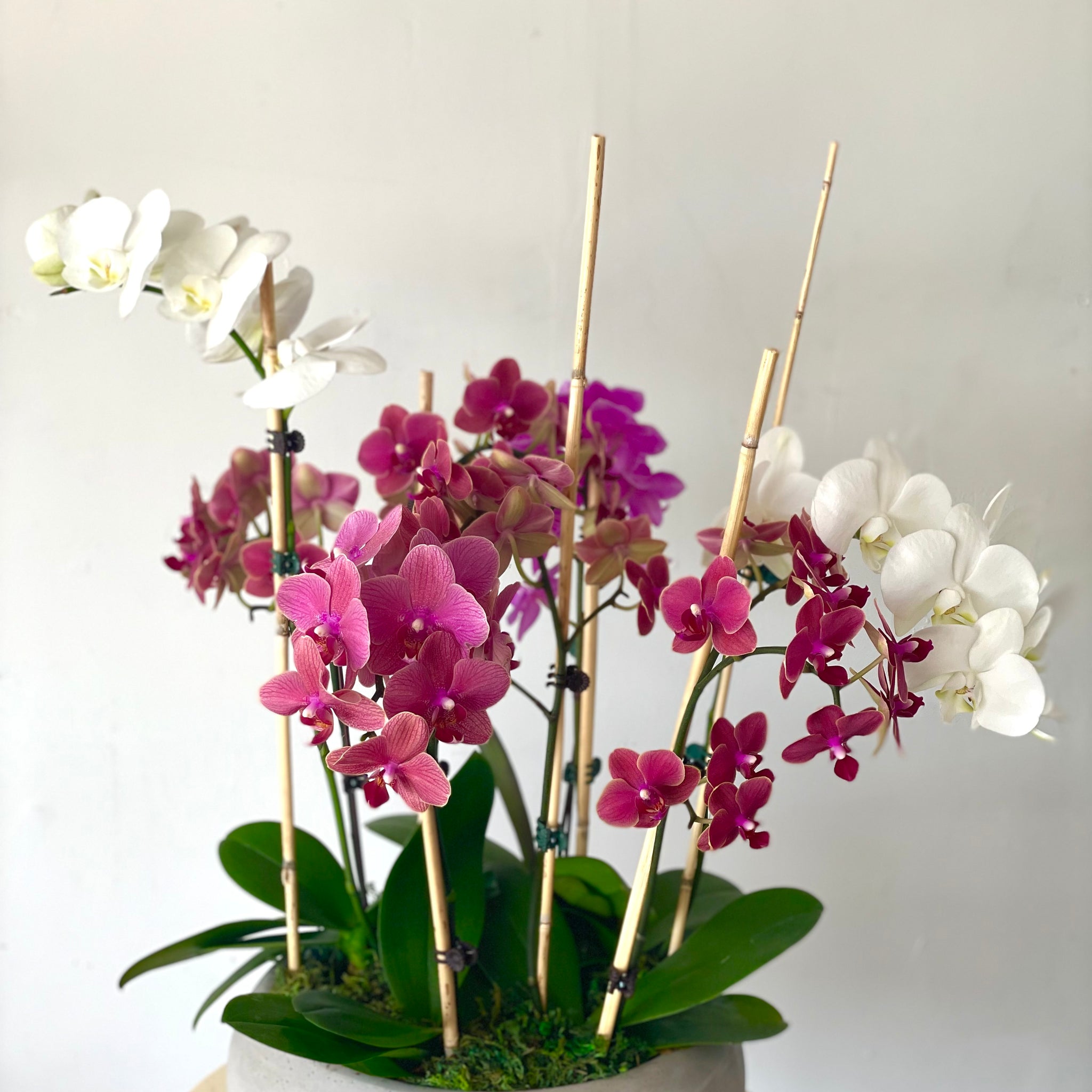 Luxury Orchids Garden Arrangement