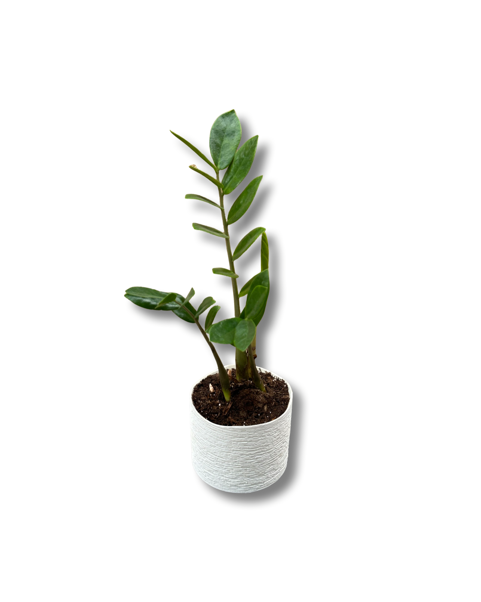 ZZ Plant