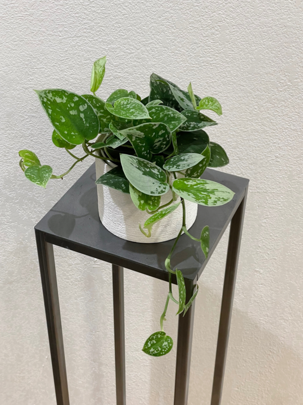 Pothos Silver Splash Ceramic white pot