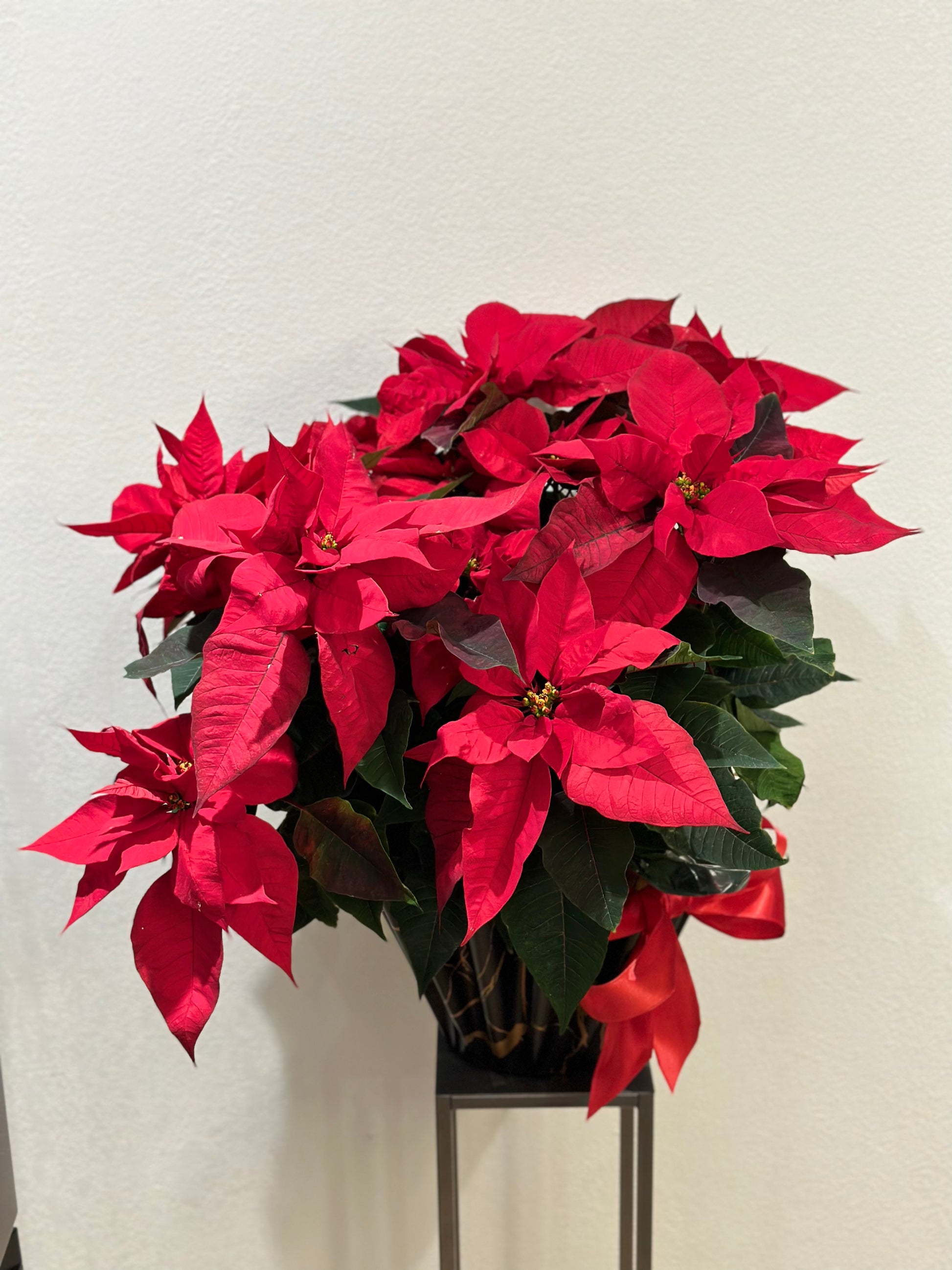 Poinsettia