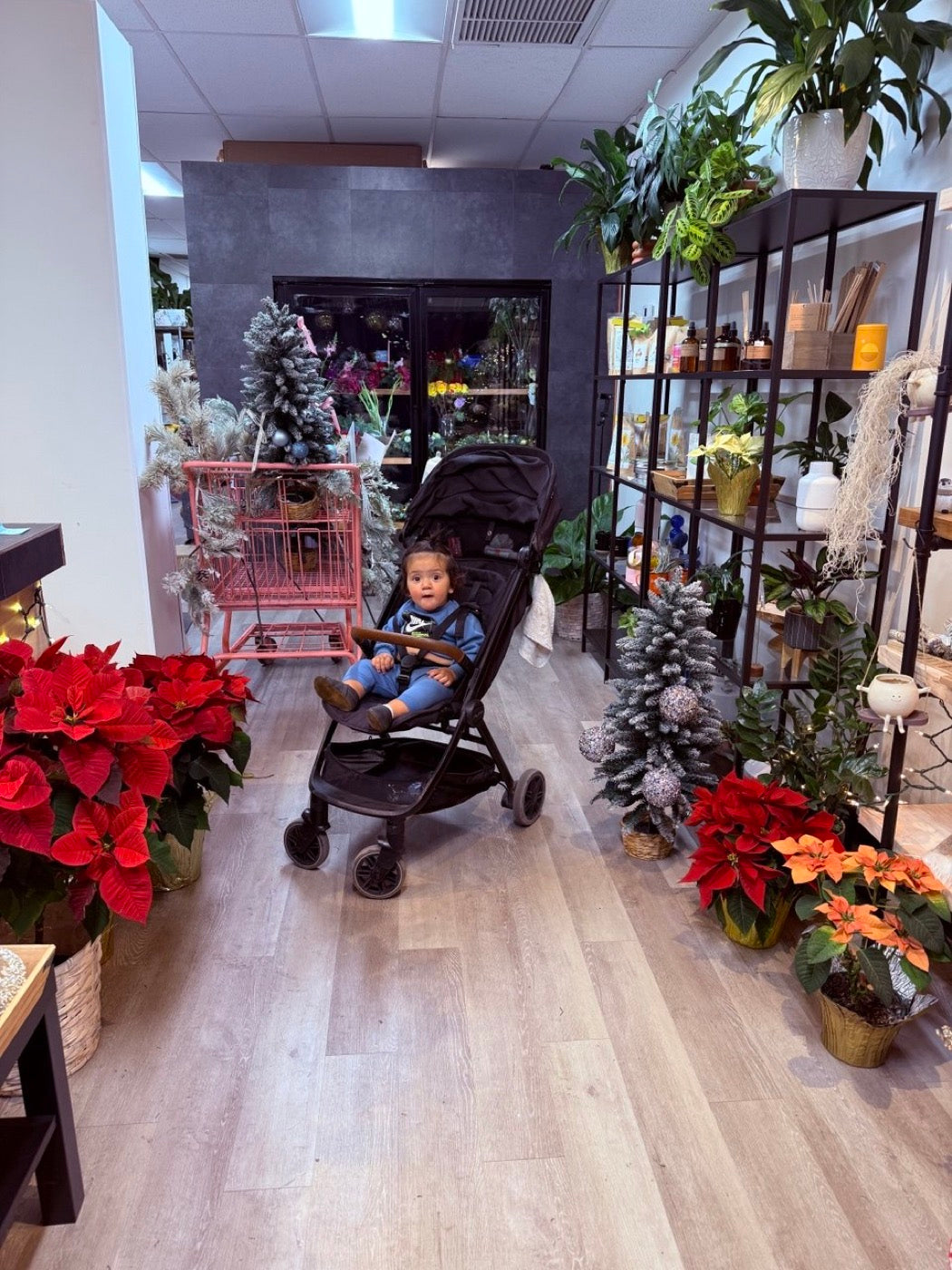 The founders son in a pram inside the Novapetal studio in Phoenix at Christmas, surrounded by poinsettias and decorated trees