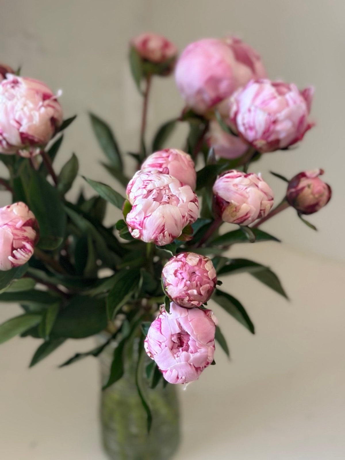Pink peony buds beginning to crack open in a glass vase